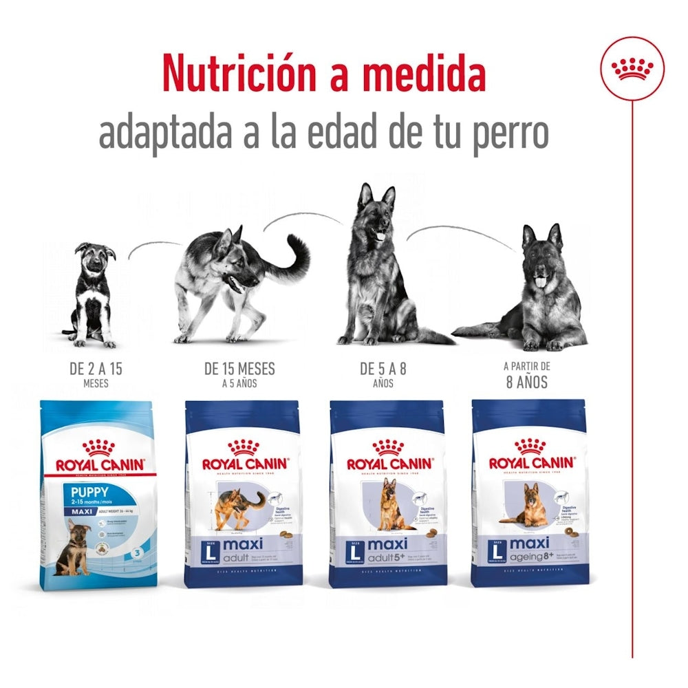 Royal Canin Maxi Adult