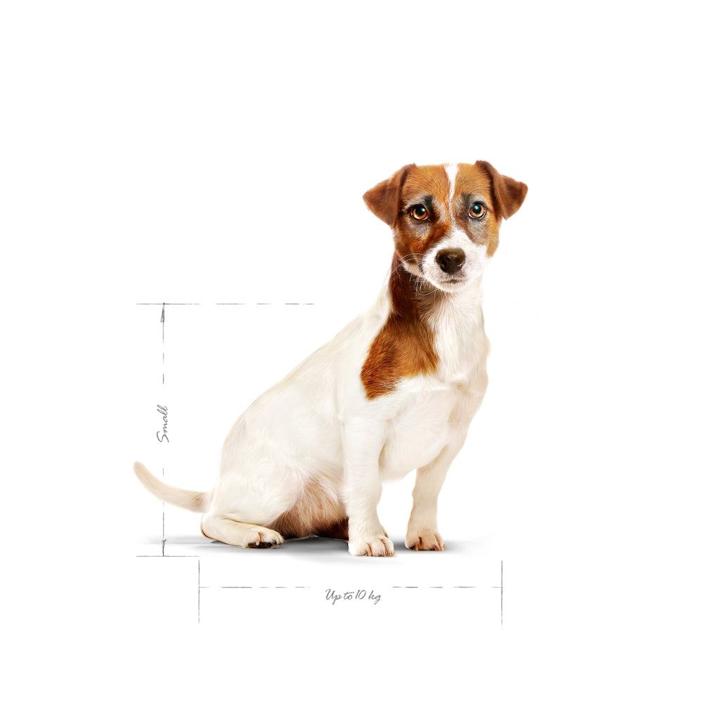 Royal Canin Mini Adult