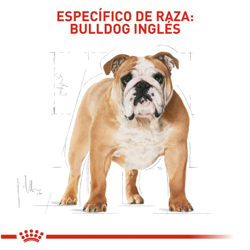 Royal Canin Adult Bulldog Ingles