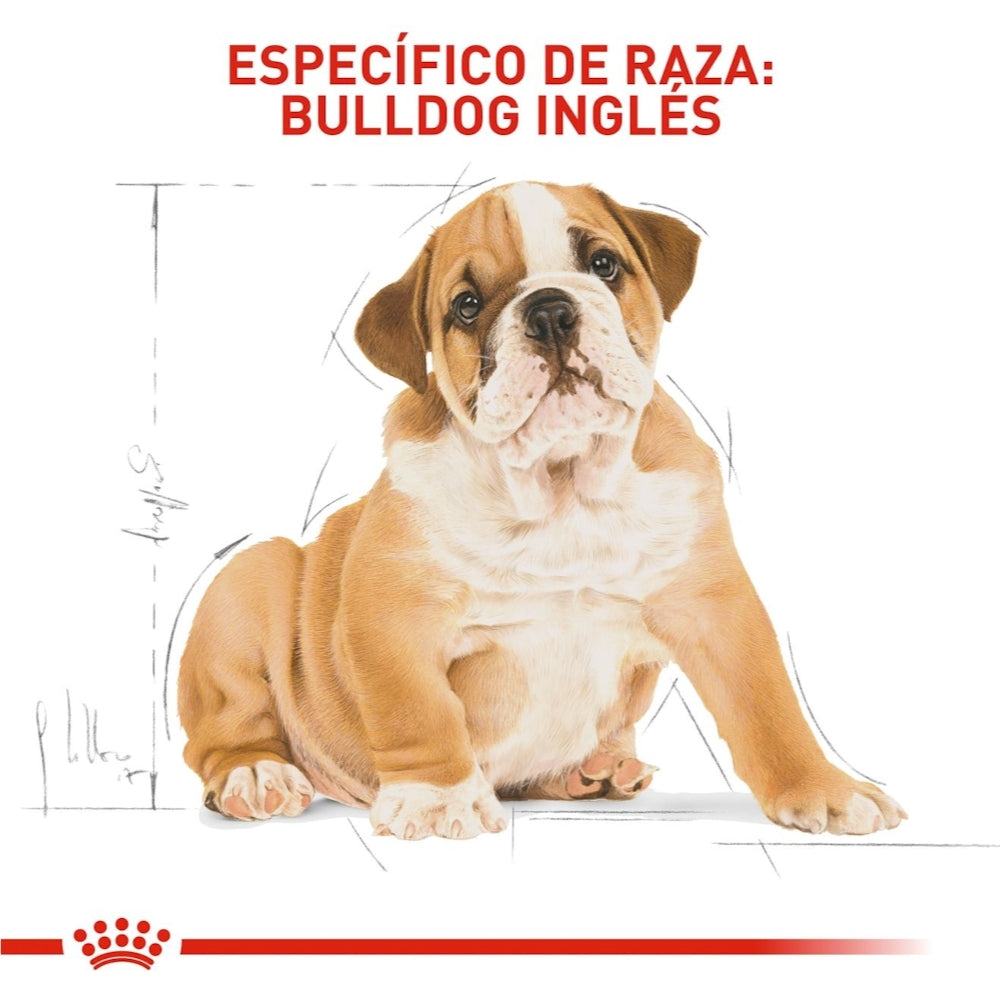Royal Canin Puppy Bulldog Ingles