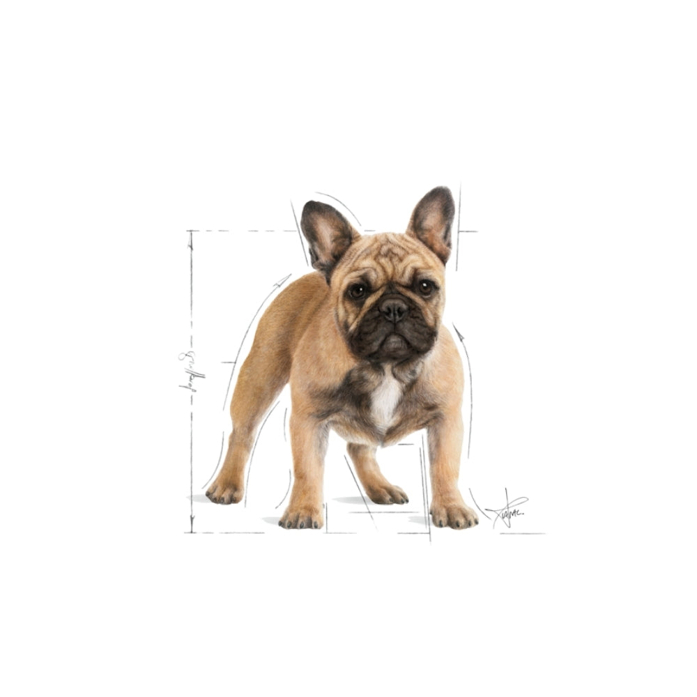 Royal Canin Adult French Bulldog