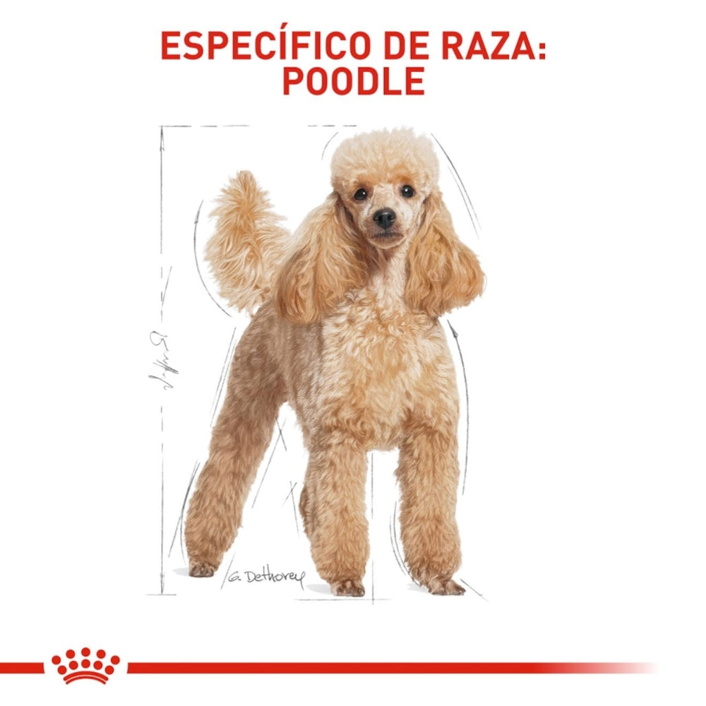 Royal Canin Adult Poodle