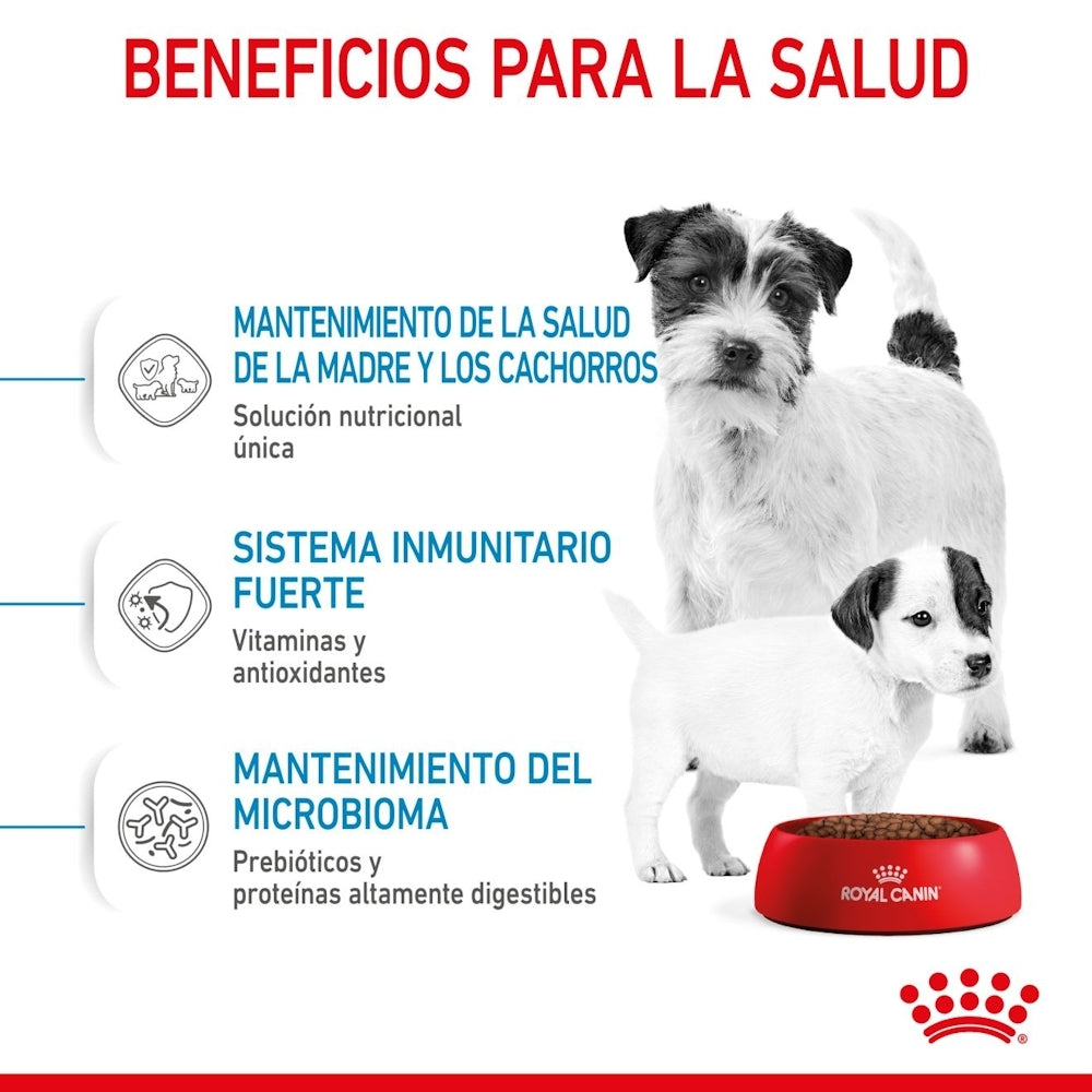Royal Canin Starter Mini