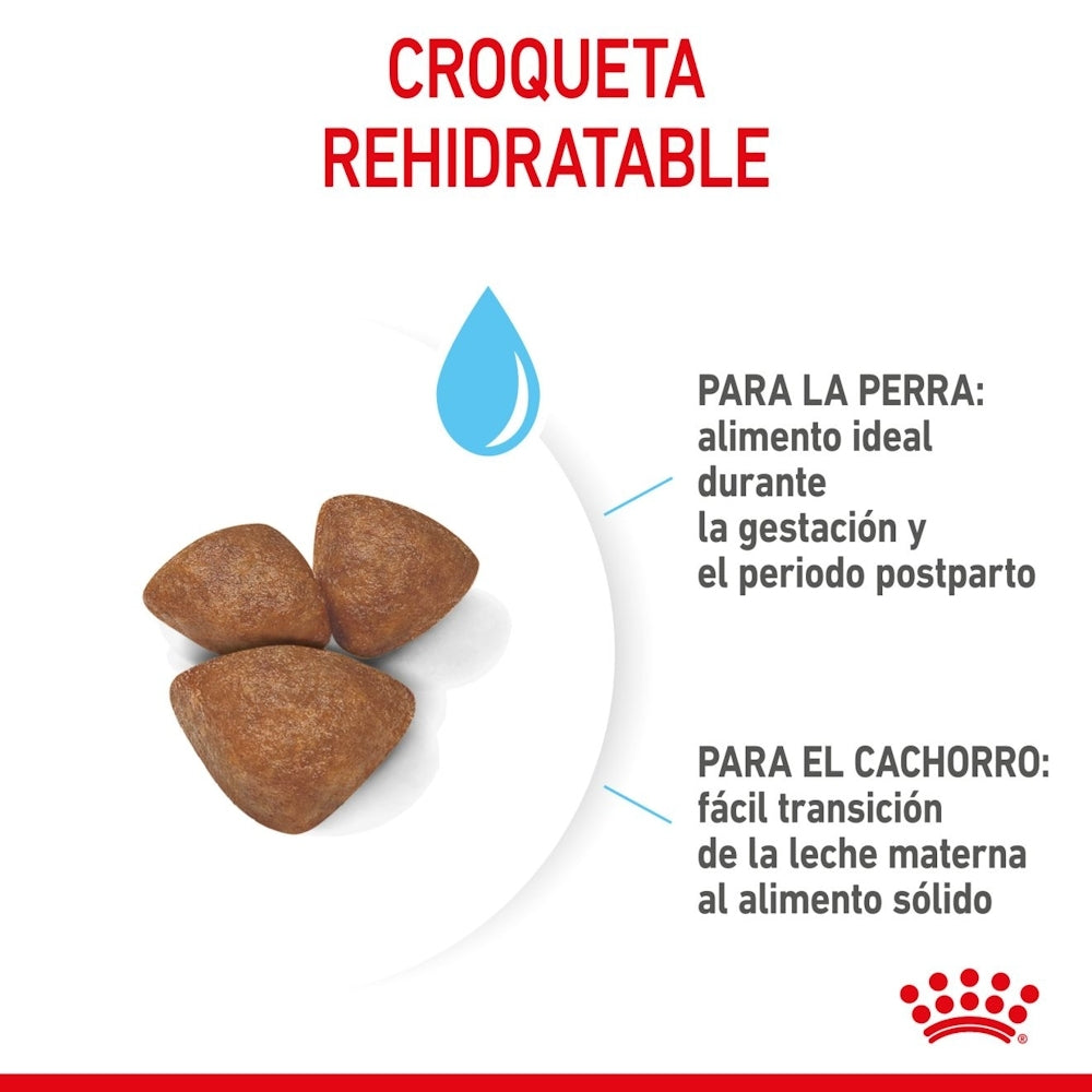 Royal Canin Starter Mini