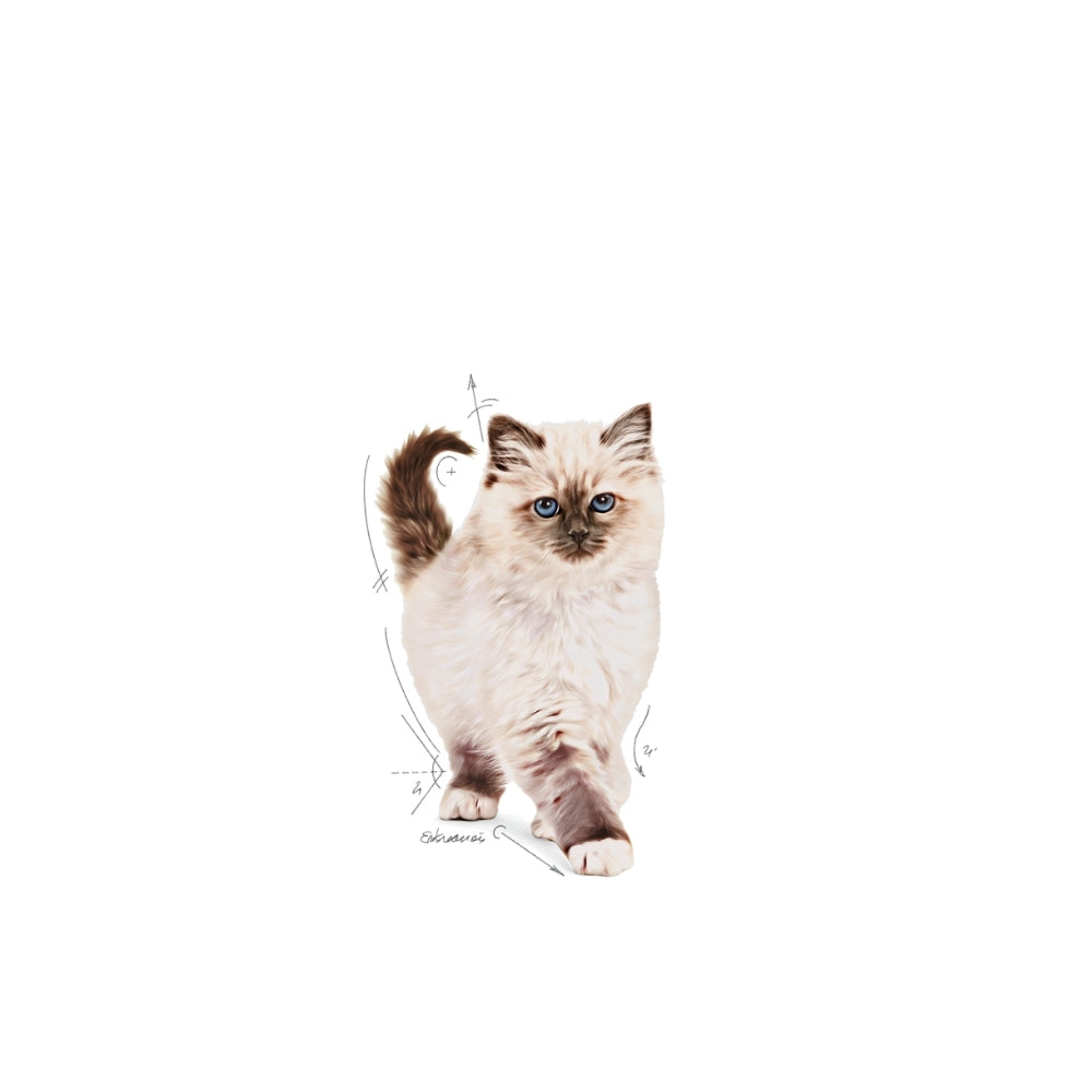 Royal Canin Kitten