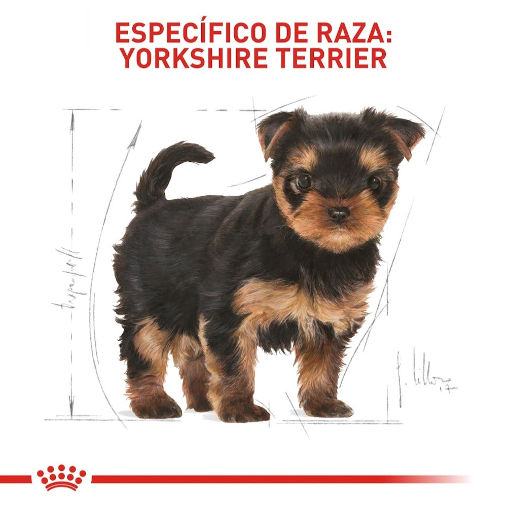 Royal Canin Puppy Yorkshire Terrier