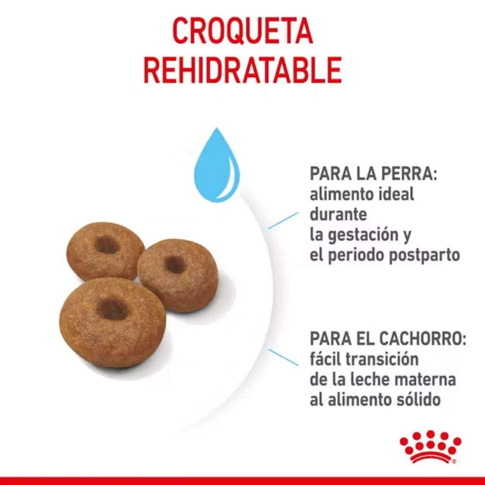 Royal Canin Starter Maxi