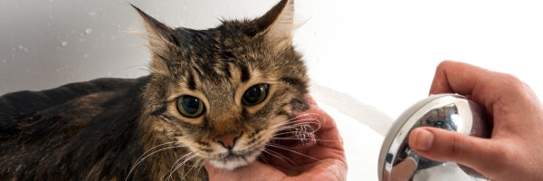 Aseo y grooming para gatos