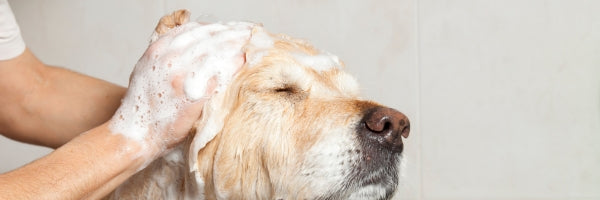Aseo y grooming para perros