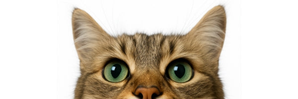 Gatos