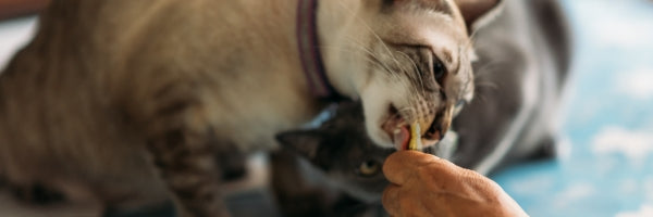 Snacks para gatos