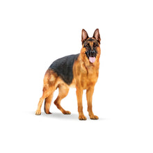 Royal Canin Maxi Adult