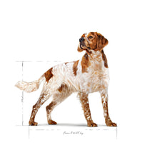 Royal Canin Medium Adult
