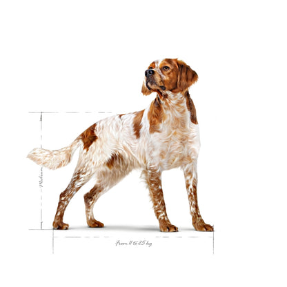 Royal Canin Medium Adult