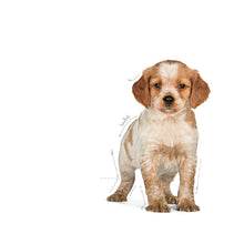 Royal Canin Puppy Medium