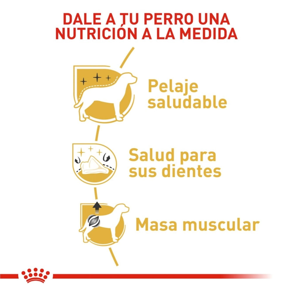 Royal Canin Adult Poodle