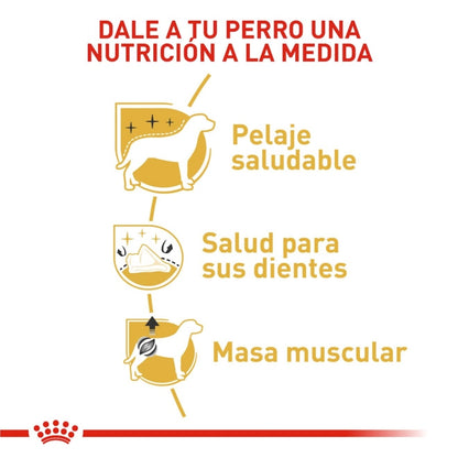 Royal Canin Adult Poodle