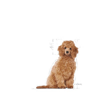 Royal Canin Puppy Poodle