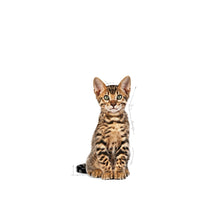 Royal Canin Kitten Sterilised