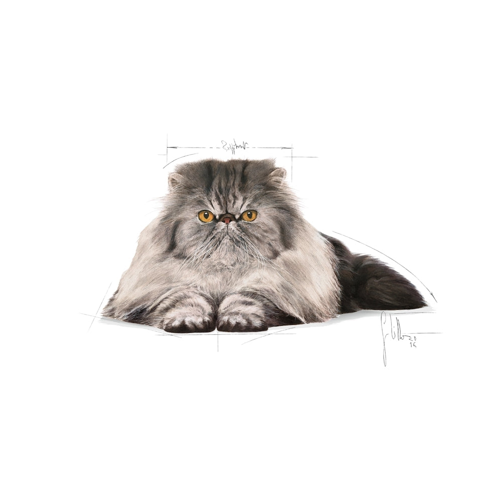 Royal Canin Adult Persian