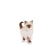 Royal Canin Kitten