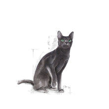 Royal Canin Sterilised Feline