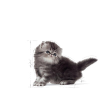Royal Canin Kitten Persian
