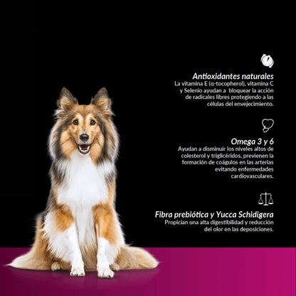 Canbo Adulto Razas Medianas y Grandes Cordero