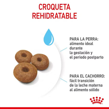 Royal Canin Starter Maxi