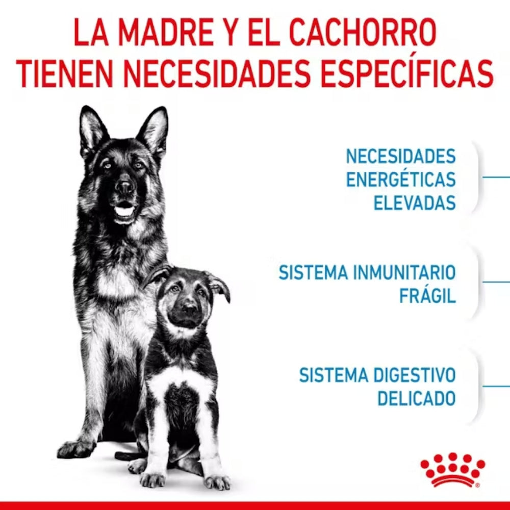Royal Canin Starter Maxi