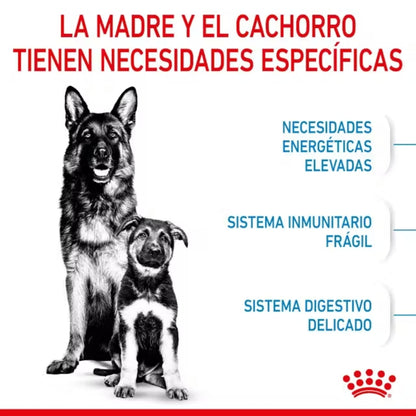 Royal Canin Starter Maxi