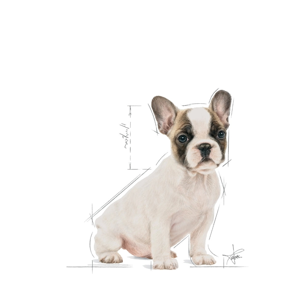 Royal Canin Puppy French Bulldog