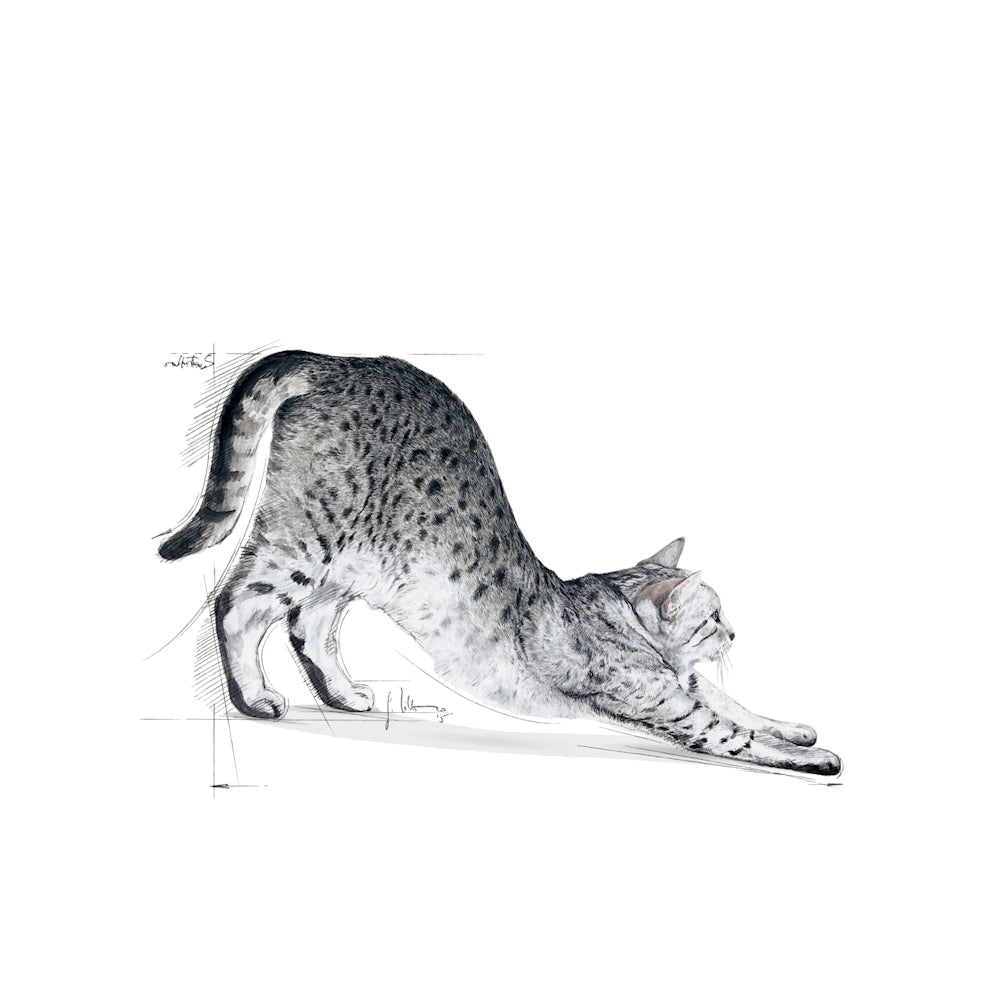 Royal Canin Indoor Feline