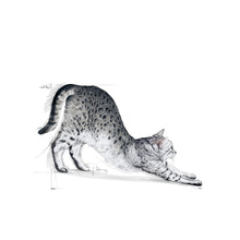 Royal Canin Indoor Feline