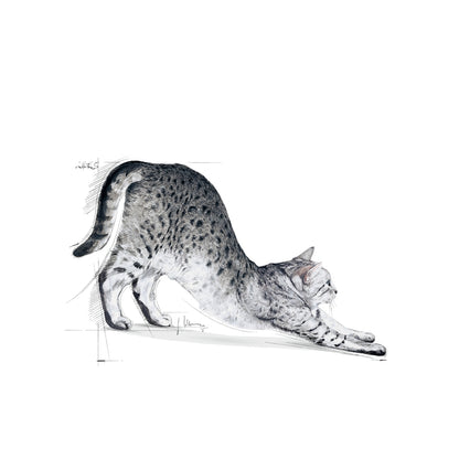Royal Canin Indoor Feline