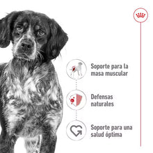 {product_title} {product_vendor} - Alimento premium para mascotas Perú