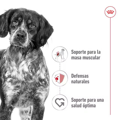 Royal Canin Medium Adult - pouch 140 gr.