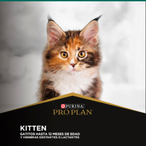 1-Kitten_E-COMERCE-PROPLAN.jpg