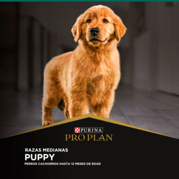 1-Puppy_Razas-Medianas_E-COMERCE-PROPLAN.jpg